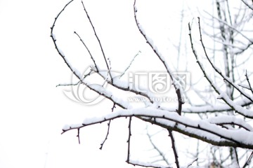 雪景