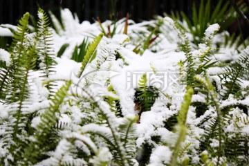 雪景