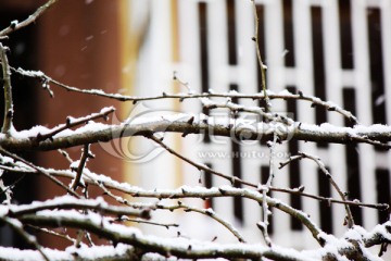 雪景