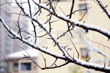 雪景