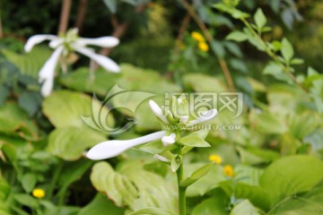 花卉