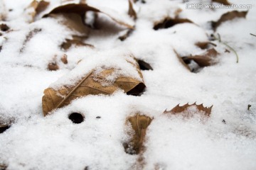 雪景特写