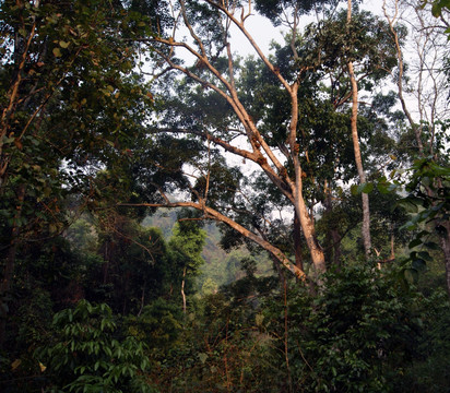 西双版纳热带雨林公园