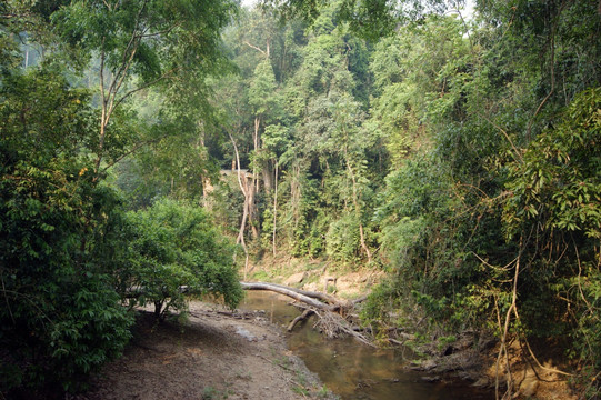 西双版纳热带雨林公园