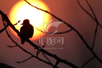 夕阳小鸟