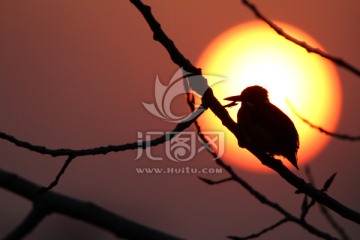 夕阳小鸟