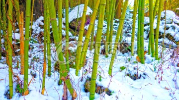 竹子 积雪