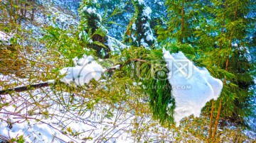 杉树积雪