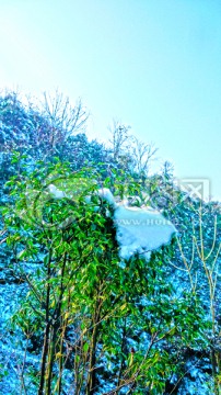 绿叶积雪 树枝冰雪