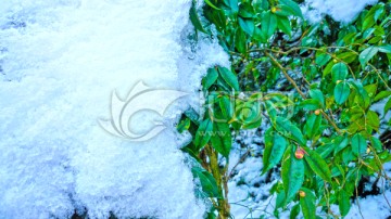 傲雪花蕾 山茶积雪