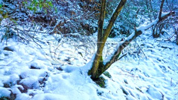 大雪封山 雪压树枝