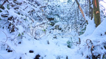 大雪封山 山林冰雪