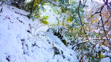 乌袍积雪 大雪压枝