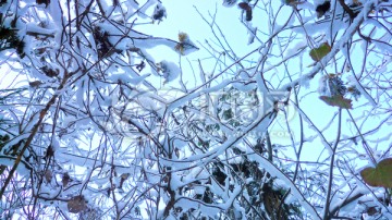 冰雪树枝 洁白世界