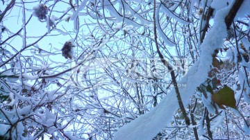 冰雪树枝 洁白世界