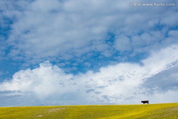黄花草原