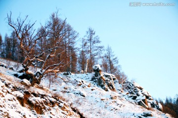 冬季石崖上的老树
