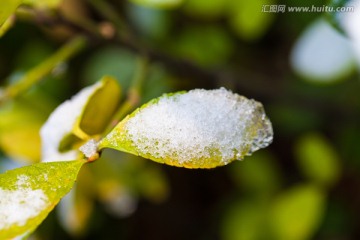 树叶上的积雪