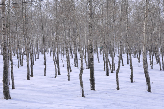 冰天雪地