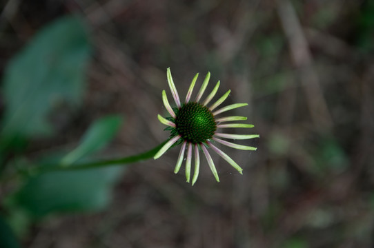 雏菊