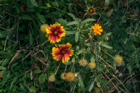 雏菊