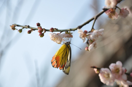 蝶恋花