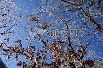 冬景 雪 树枝