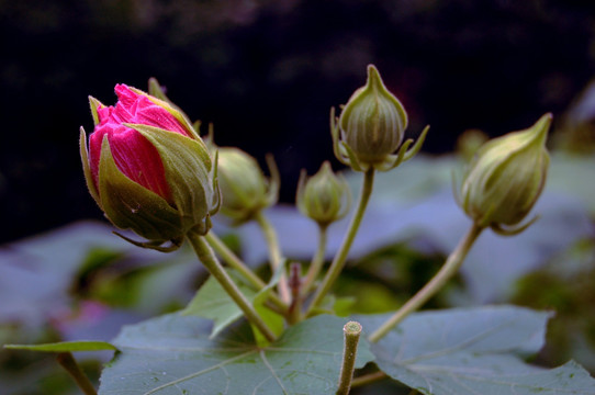 芙蓉花