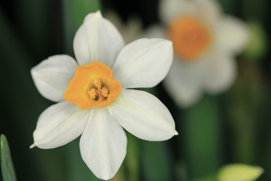 水仙花 水仙特写