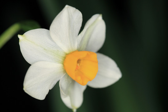 水仙花 水仙