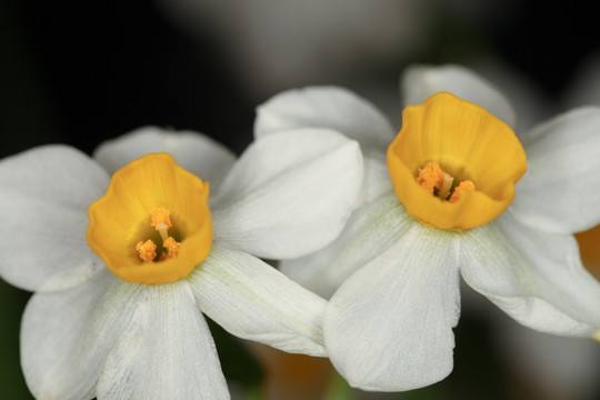 水仙花 水仙