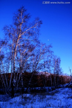 冬季的白桦树
