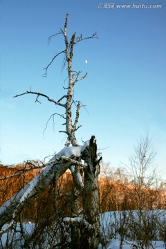 冬季的干树枝