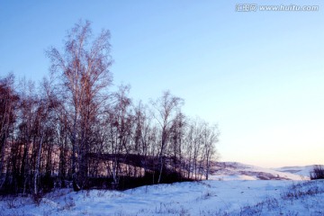 冬季的白桦林