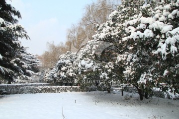 积雪下的花园