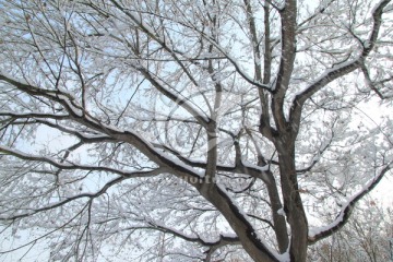 五角枫树与冬雪