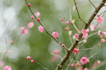 梅花 特写