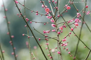 开放的梅花