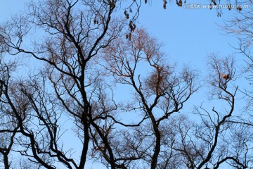 冬天 树林 树木 树枝 傍晚