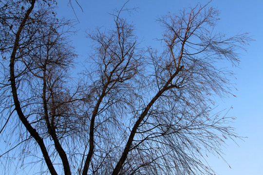树枝 树木 冬天 蓝天 树干