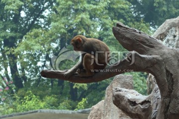 猴子爬树