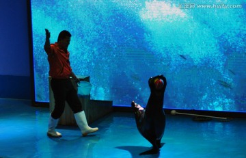 海狮表演