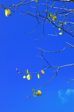 紫荆花树树枝