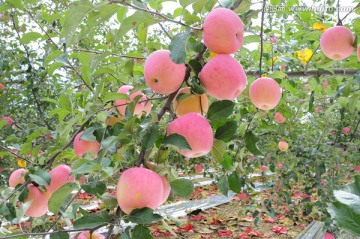 洛川苹果