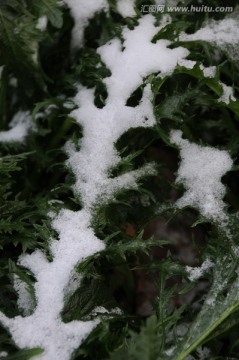 瑞雪兆申城