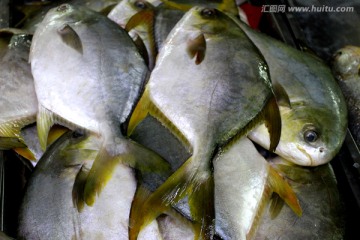 海鲜 美食 金鲳鱼