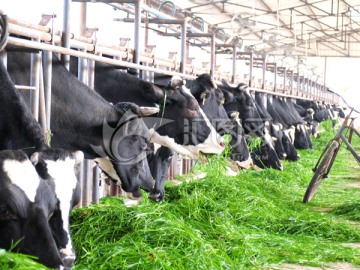 奶牛 吃草的奶牛 养牛场