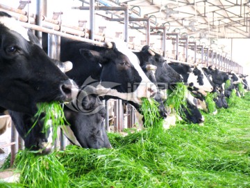 奶牛 吃草的奶牛 养牛场
