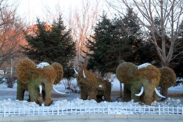 冬天 树木 植物雕塑 大象