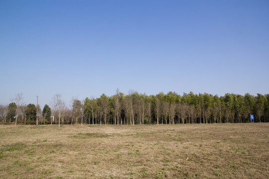 公园 竹林 冬天